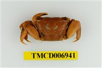 藏品(褶痕擬相手蟹)的圖片